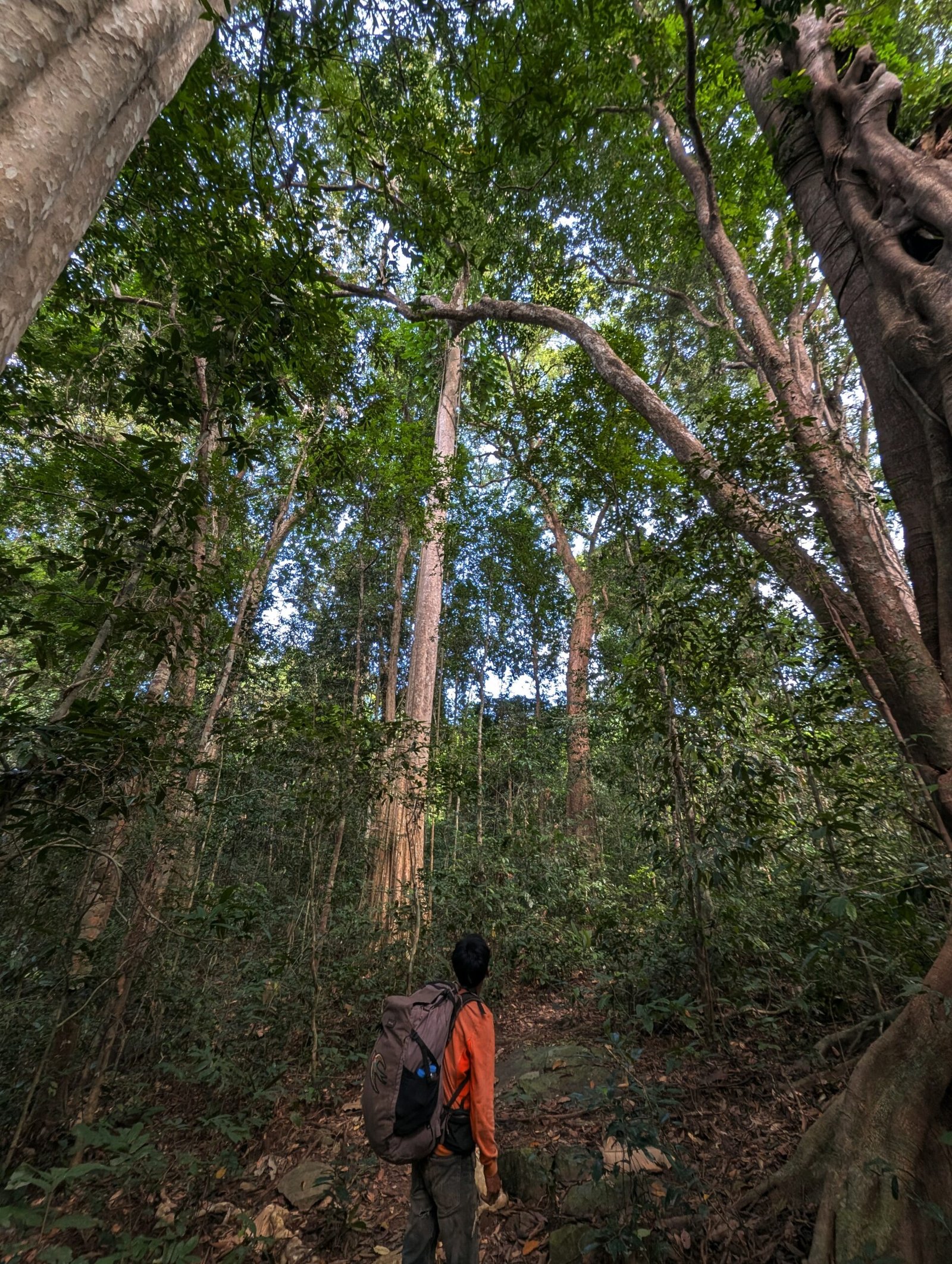 Jungle trekking in Ratanakiri, Cambodia – what to expect